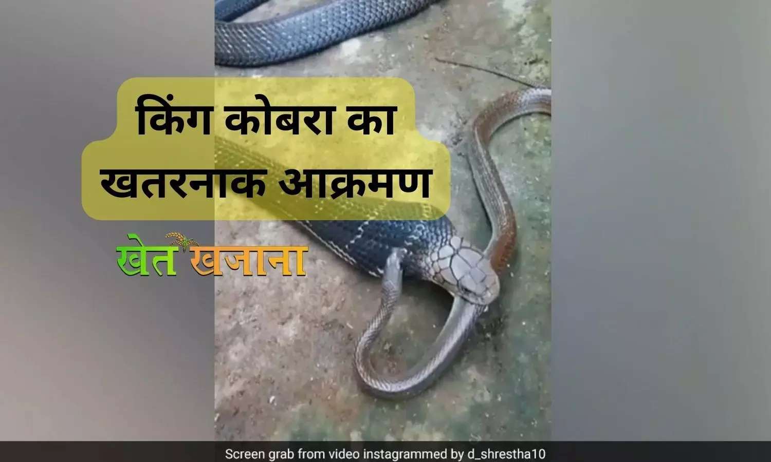 किंग कोबरा का खतरनाक आक्रमण: छोटे सांप को दबोचकर चबाया, देखिए वीडियो