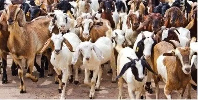 20 बकरी के साथ शुरू कीजिए बकरी पालन, सरकार दे रही 1293.44 लाख रूपये की सब्सिडी, आवेदन में बचा है सिर्फ एक दिन