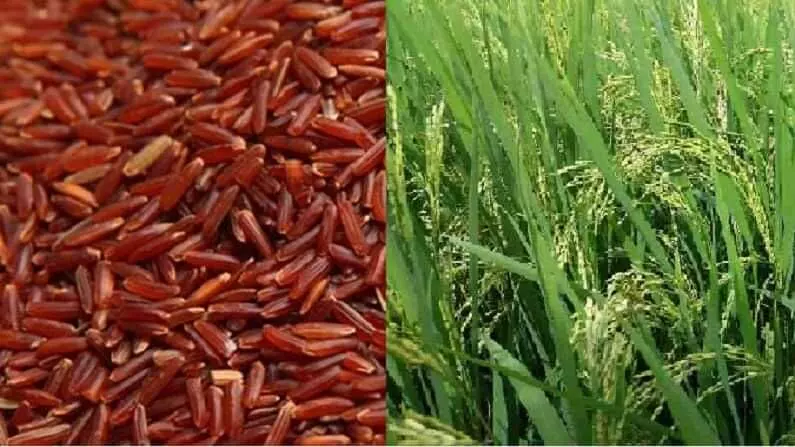 कितनी फायदेमंद है भूरे चावल की खेती, भारत ही नहीं विदेशों में भी बढ़ रही मांग, जानिए इसके बेनिफिट्स