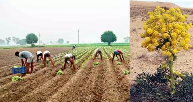 Asafoetida Farming Tips हींग की खेती से करें तगड़ी कमाई, इस आसान तरीके से किसान कमा रहे लाखों का मुनाफा