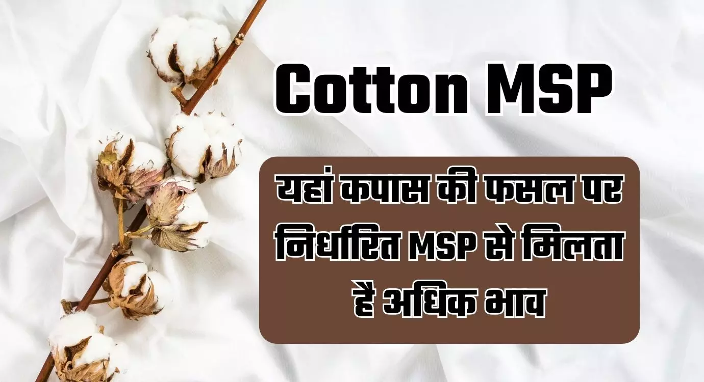 Cotton MSP : यहां कपास की फसल पर निर्धारित MSP से मिलता है अधिक भाव, इन राज्यों में MSP से अधिक मिल रहे दाम