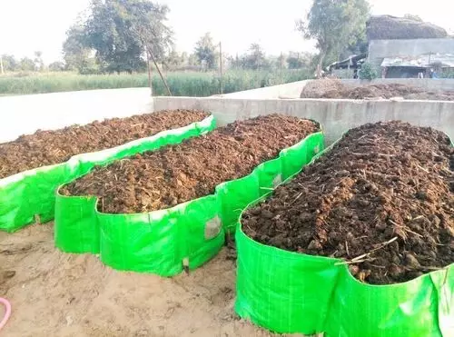 सिर्फ 50 दिनों में केंचुआ खाद तैयार करने का आसान और सस्ता तरीका, प्रति महीने आराम से हो जाएगी 6 से 8 लाख रुपए की कमाई