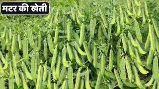 किसान भी मटर की खेती करके एक सीजन में लाखो रुपये कमा सकते,  उन्नत किस्में और उनकी अगेती बुआई करके.