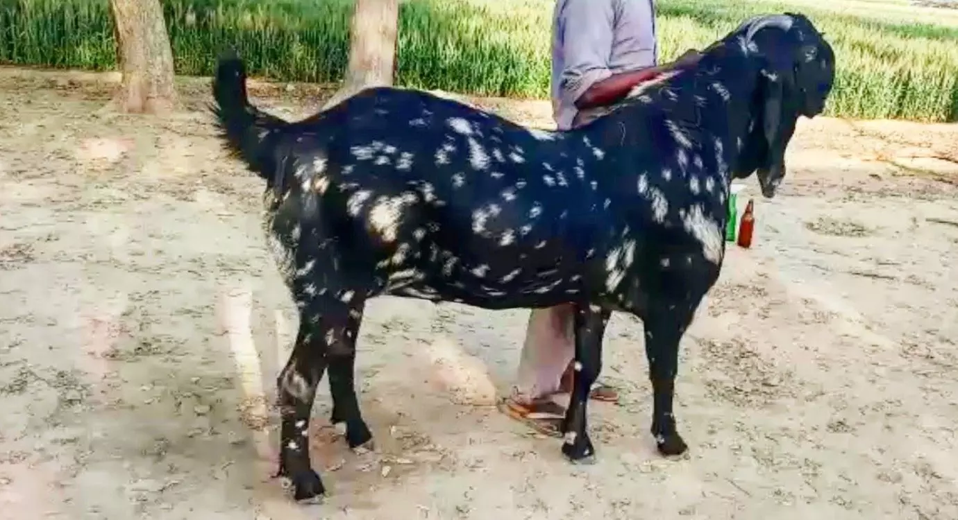 Beetal Goat farming: इस बकरी का व्यवसाय है कमाई का सौदा, जिंदगी में कुछ करना है तो यह व्यवसाय कर बदलें अपनी किस्मत, होगी लाखों की कमाई