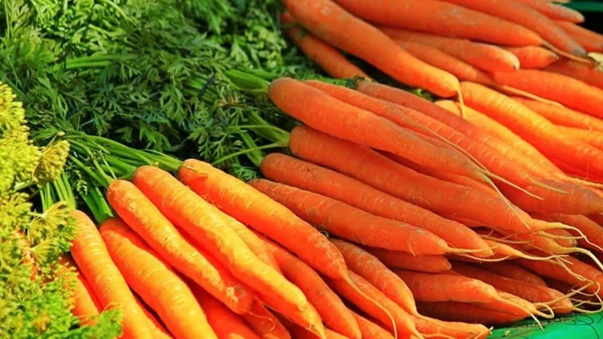 नवंबर माह में कर सकते हैं गाजर की खेती, इन उन्नत किस्म की करें बुवाई, प्रति हेक्टेयर मिलेगा 400 क्विंटल का उत्पादन