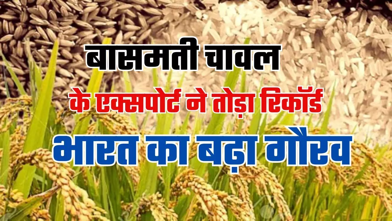 Basmati Rice Export: बासमती चावल के एक्सपोर्ट ने तोड़ा र‍िकॉर्ड, भारत का बढ़ा गौरव, दुनिया का शौक