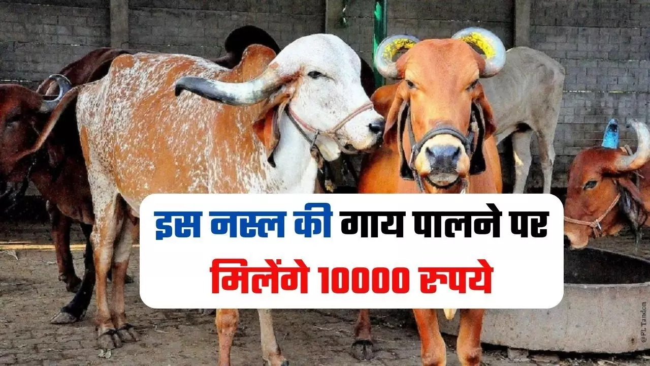पशु पालकों के लिए बड़ी राहत ! इस नस्ल की गाय पालने पर मिलेंगे 10000 रुपये, फटाफट यहां कर दें अप्लाई
