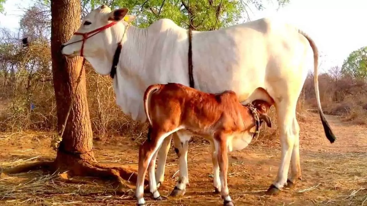 देशी गायों को पालने पर सरकार का बड़ा इनाम, 6 से 15 लीटर दूध देने वाले पशुओं पर मिलेंगे मोटे पेसे, देखिए A टू Z जानकारी