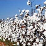 cotton-farming